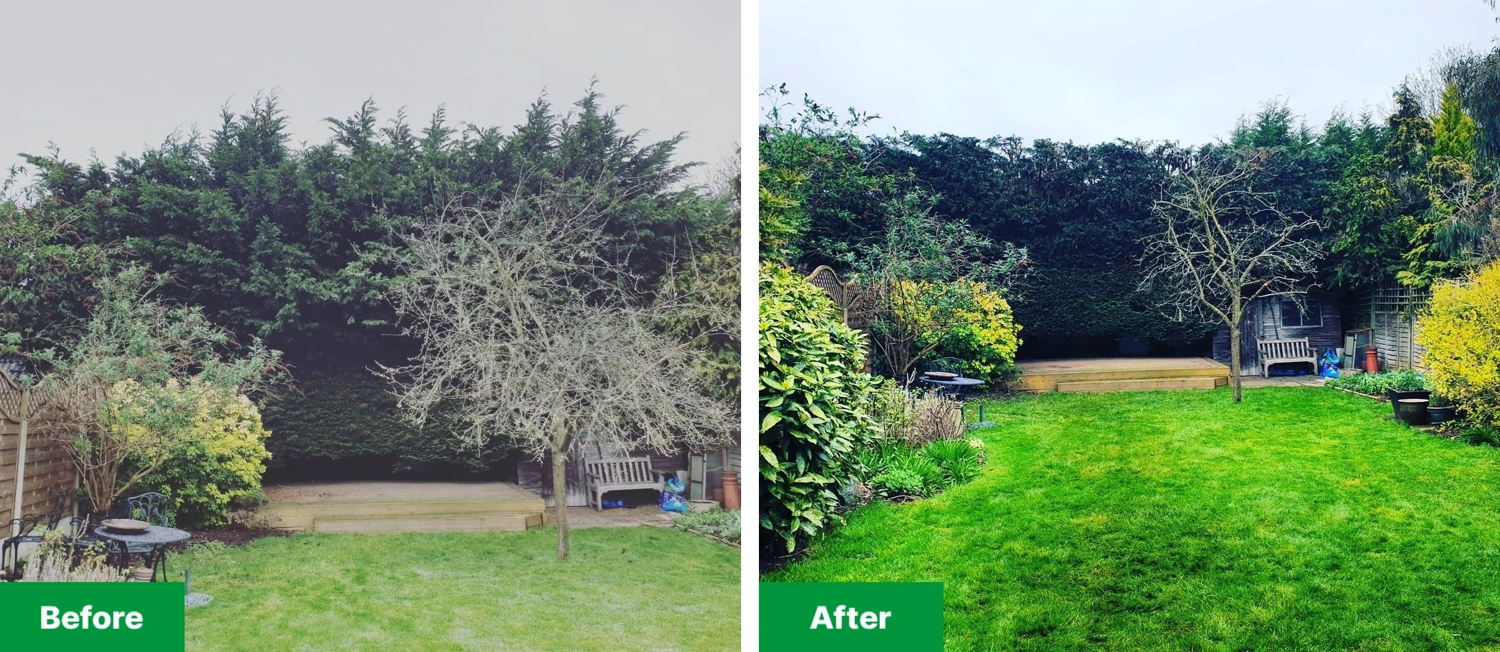 Before and after hedge trimming